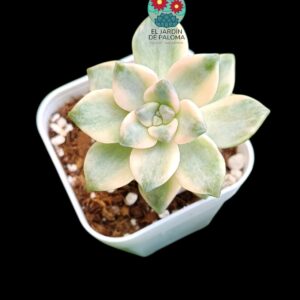 Pachyphytum "Apricot beauty" variegata (importación)