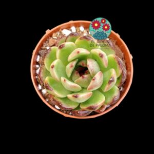 Echeveria Black Tiger