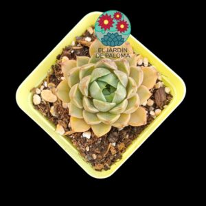Echeveria Lady rose