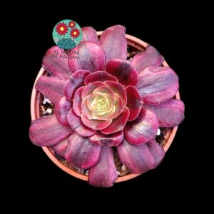 Aeonium Medusa variegata