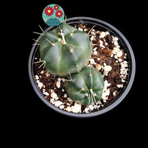 Echinocereus Kniippelianus doble, flor rosa