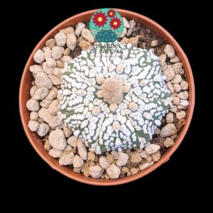 Astrophytum Asterias "Superkabuto"