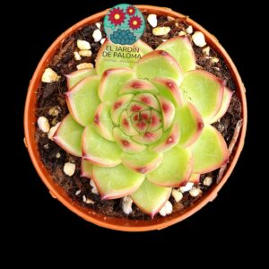 Echeveria Moonstone