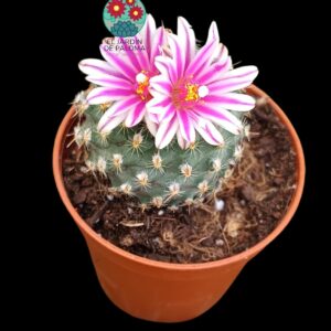 Turbinicarpus "saueri" (maceta pequeña)