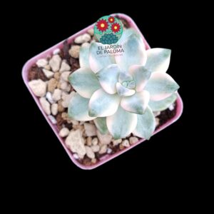 Pachyphytum "Apricot beauty" variegata (importación)