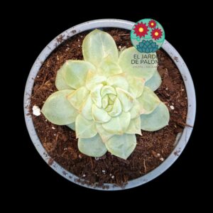 Echeveria Nicksana white