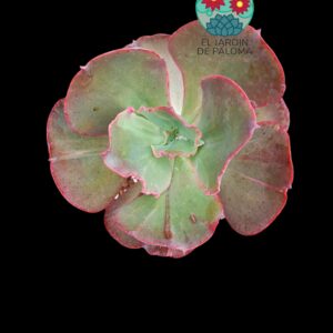Echeveria Green Pacific (buen tamaño)