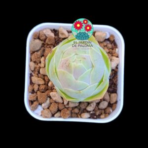 Greenovia "Pandora" (importación, poca raíz)