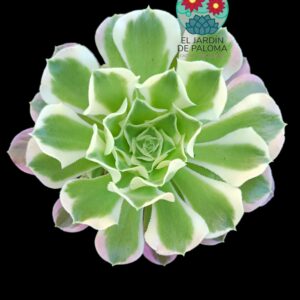 Aeonium Riverstone variegata (grande y con hijuelos)