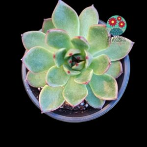 Echeveria Black Tiger