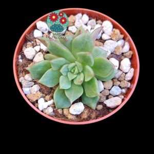 Echeveria Agavoides hibrida (importación,maceta pequeña)
