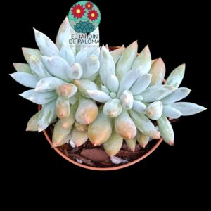 Echeveria Gothic cristata (importación)