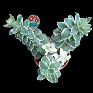 Sedum takesimense "Atlantis" variegata