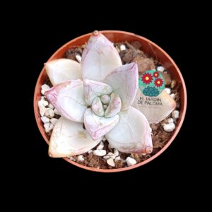 Echeveria Colorata (híbrido rosado,no es grande)
