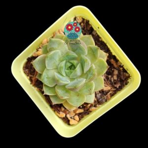 Echeveria Roulette