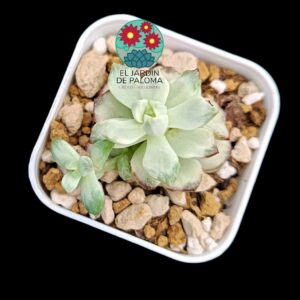 Echeveria "Tango platinum"  (importación, maceta pequeña)