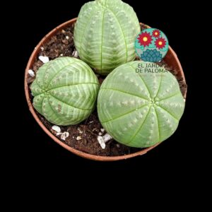 Euphorbia obesa x 3