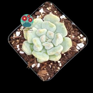 Echeveria "Cream puff"