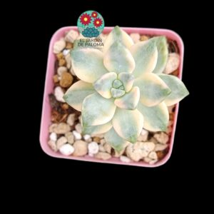 Pachyphytum "Apricot beauty" variegata (importación)