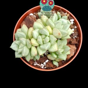 Echeveria "Van kepple"  cluster (importacion)