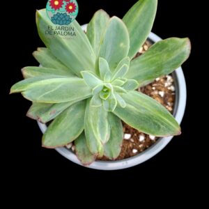 Echeveria Luella monstruosa (es grande)