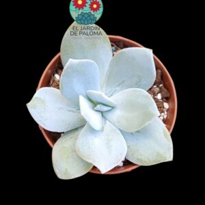 Echeveria Gila