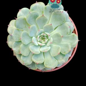 Echeveria Maribel