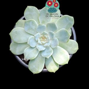 Echeveria Nicksana white (buen tamaño)