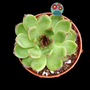 Echeveria Black Tiger