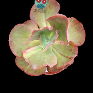 Echeveria Green Pacific (tamaño y maceta grandes)
