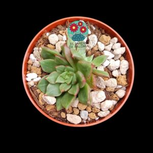 Echeveria Agavoides hibrida doble roseta (importación,maceta pequeña)