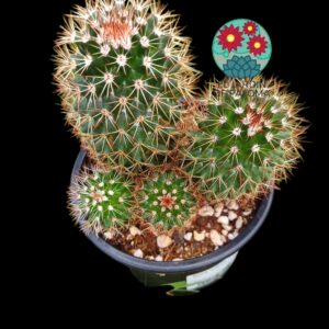 Mammillaria Backebergiana (flor rosa, es grande)