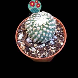 Turbinicarpus "Valdezianus" (maceta pequeña)