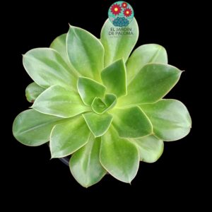 Echeveria Salsa verde