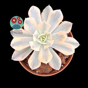 Echeveria Runyonii rose ex "Walther" variegata (importación)