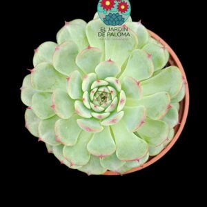 Echeveria Maribel