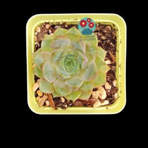 Echeveria Roulette (no es grande)