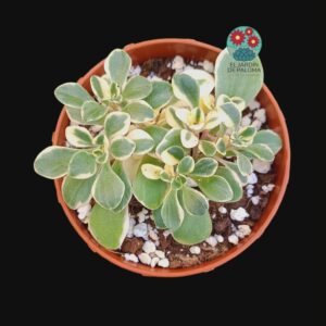 Aeonium Domesticum variegata