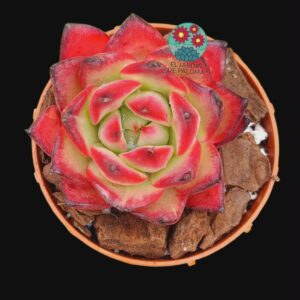 Echeveria Agavoides "Bloody maria" (importación, raíz compacta)