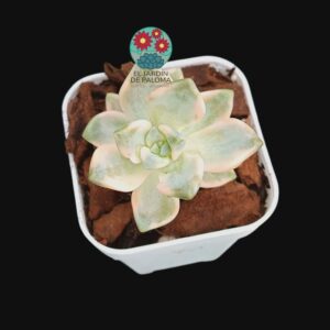 Pachyphytum "Apricot beauty" variegata (importación, no es grande)