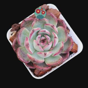 Echeveria "Cranberry" (importación)