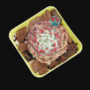 Echeveria "Red velvet" (importación)