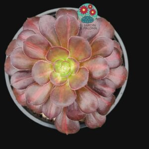 Aeonium Chanel middle variegta