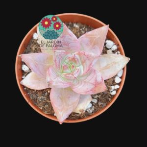 Echeveria Colorata (híbrido rosa)