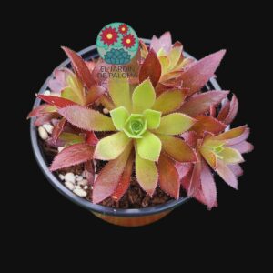 Aeonium Cornish tribute