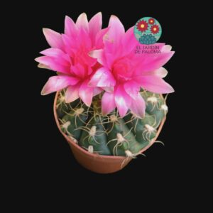 Gymnocalycium Denudatum var angulatum