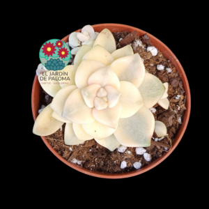 Graptoveria "Victor Kane" variegata