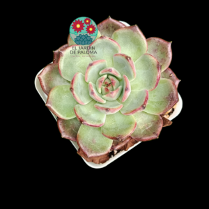 Echeveria "Dark opal" (importación)