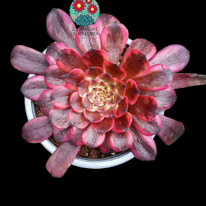 Aeonium Evening glow variegata (importación)