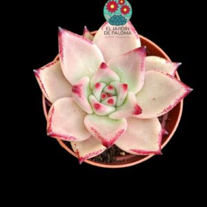 Echeveria agavoides "Punky red"